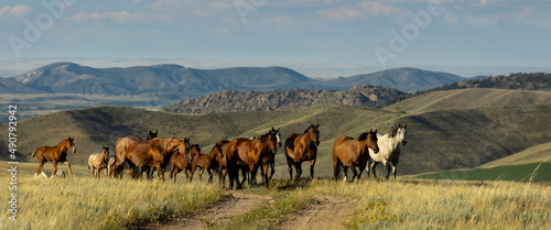 Quarter Horse Mares and Foals photo