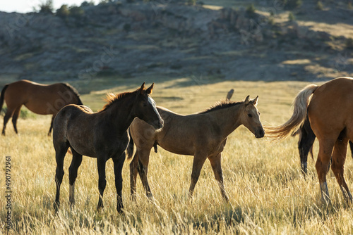 Quarter Horse Mares and Foals