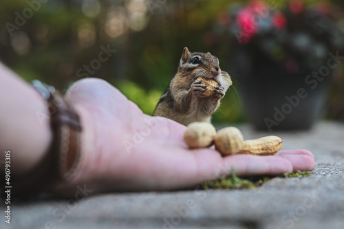 Closeup shot of a human feeding the least chipmunk (Neotamias minimus) photo