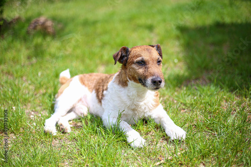 Jack Russell Terrier dog lies on the green grass on a summer sunny warm day
