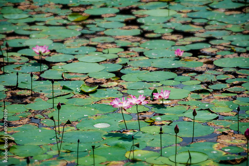 Lotus Flower, Nelumbo nucifera, on a pond of Botanical Garden Dhaka