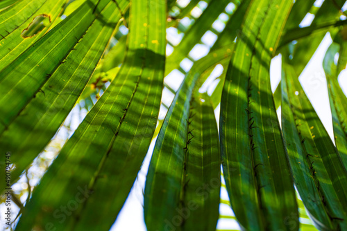 Green Palm Leaves of Gol Pata, Nypa fruticans in Bangladesh Sundarbans with Patterns of Sunlight and Shadows passing through