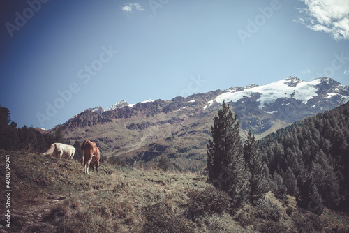 Pair of horses grazing at the foot of a mountain with glaciers. Vintage effect image. Lagtaufer - Vallelunga, South Tyrol - Alto Adige, Italy