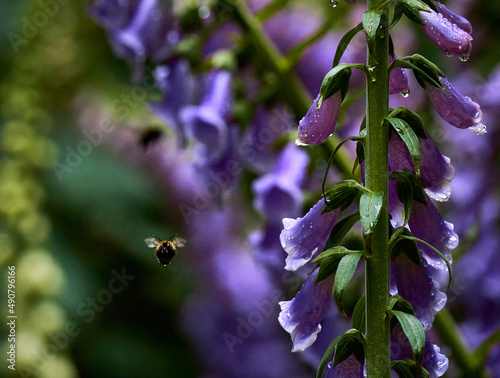 Bilde på lerret Closeup of a bee near purple skullcap flowers covered in dewdrops