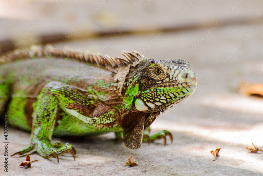 Fototapeta premium close -up green iguana on the ground, zoology, animal background