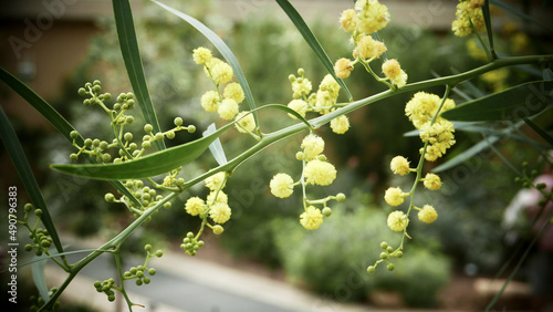 Closeup of yellow mimosa flower in its full bloom in spring