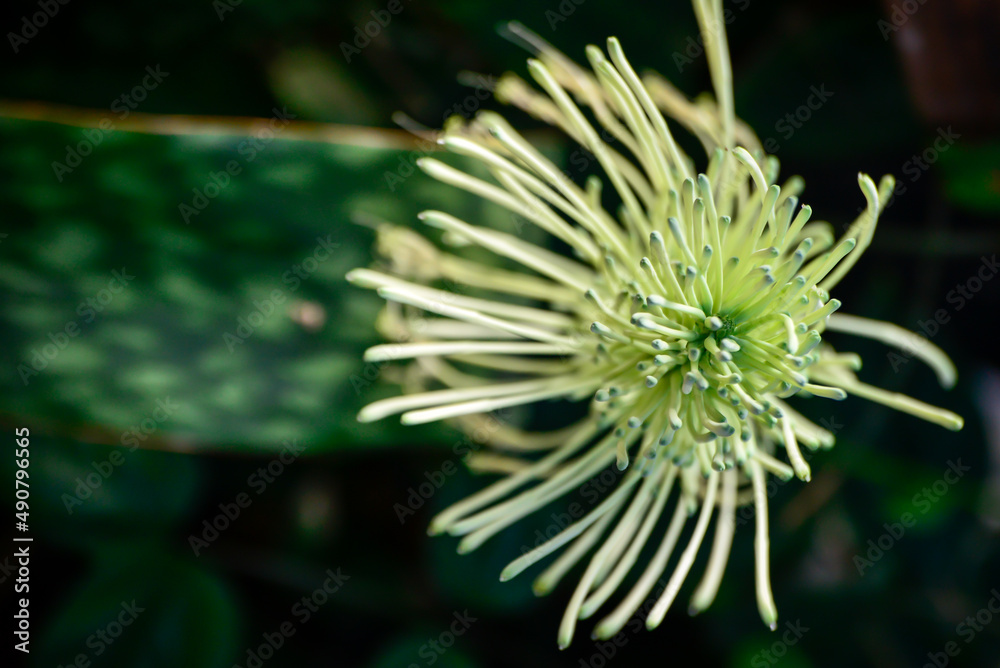 close-up of flower of the sword of Saint George's with blur in the background, view from the top, exotic flower, Saint George's Sword,  spring week, spring,springtime, mayflower, cowslip, primrose