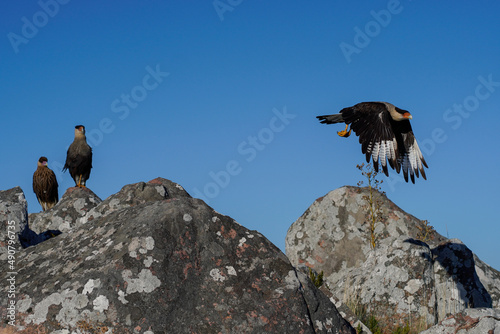 View of Southern crested-caracara (Poliborus plancus) on rocks in Tandil, Buenos Aires, Argentina photo