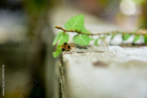 hairy caterpillar isolated on blurred background  © liligluck