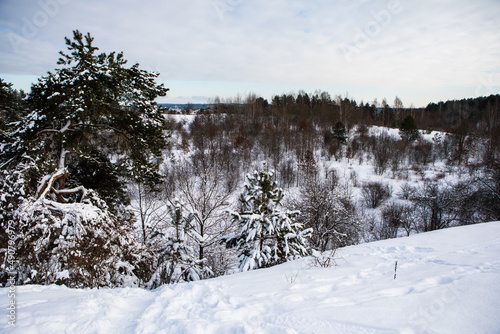 Snowy trees in the frosted forest scenery in winter © Birute Vijeikiene