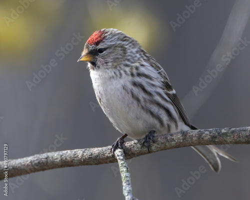 Selective of a hoary redpoll (Acanthis hornemanni) on a branch