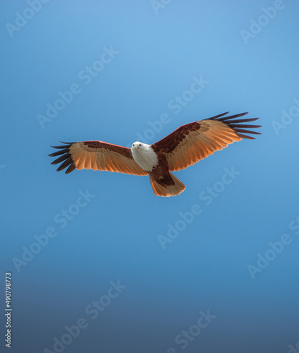 Bild auf Leinwand Flying hawk against a clear blue sky