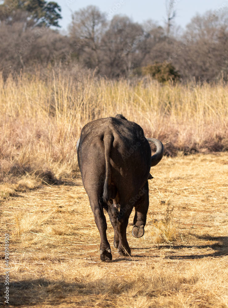 Fototapeta premium African Buffalo Bull, Kruger National Park