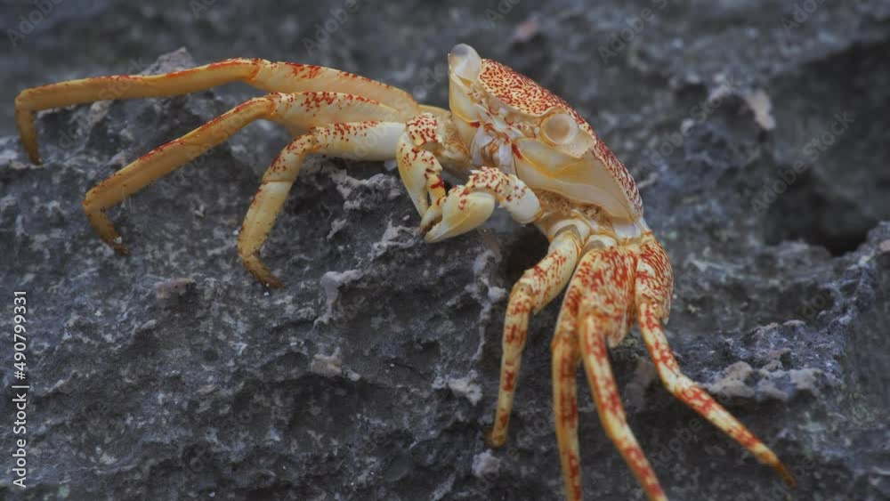 Crab Shell on Rocks after Molting Crab Shell on Rocks after Molting