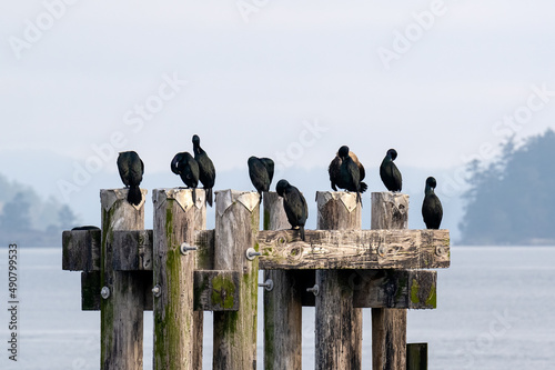 Group of cormorants near the Sidney Pier, Sidney, BC Canada