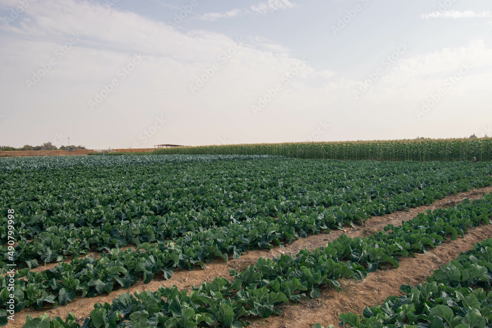 Cabbage farmland and blue sky on a farm in Doha, Qatar