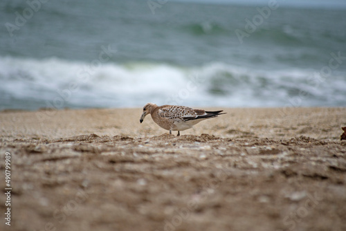 P  jaro de playa