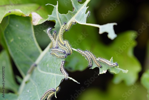 Group of green cabbage caterpillars with a blurred background