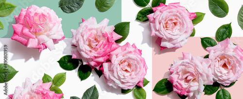 Pink roses with green leaves overhead view - flat lay