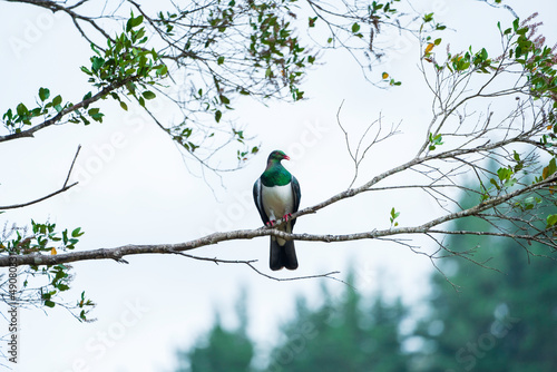  New Zealand Native Bird Kererū photo