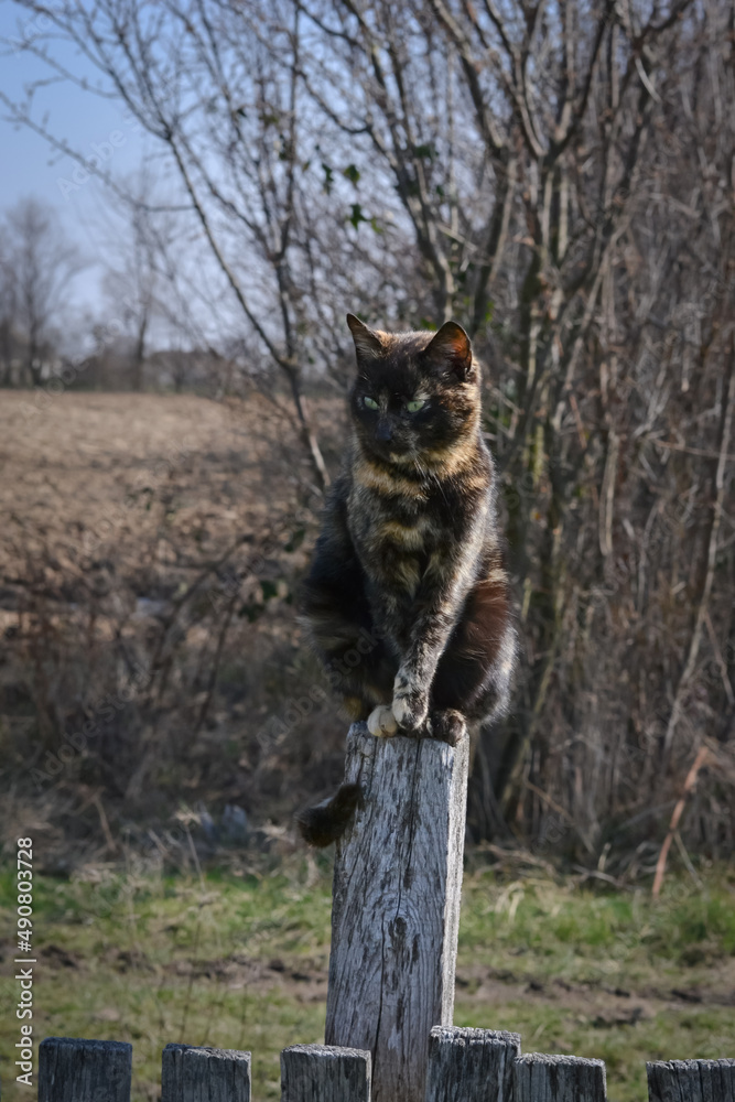 Obraz premium A calico cat sits on a wooden stump in a big yard