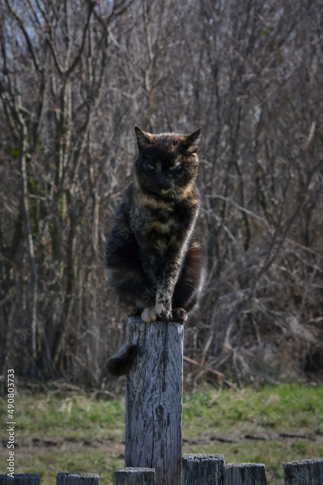A dark calico cat sits still on a wooden stump with tree branches in the background