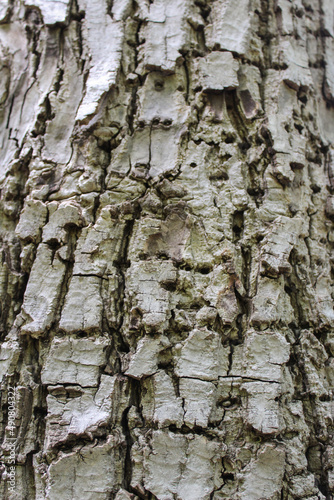 Fototapeta Naklejka Na Ścianę i Meble -  brown tree bark texture background