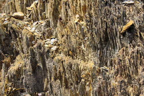 Canvas Print brown and striated tree bark texture