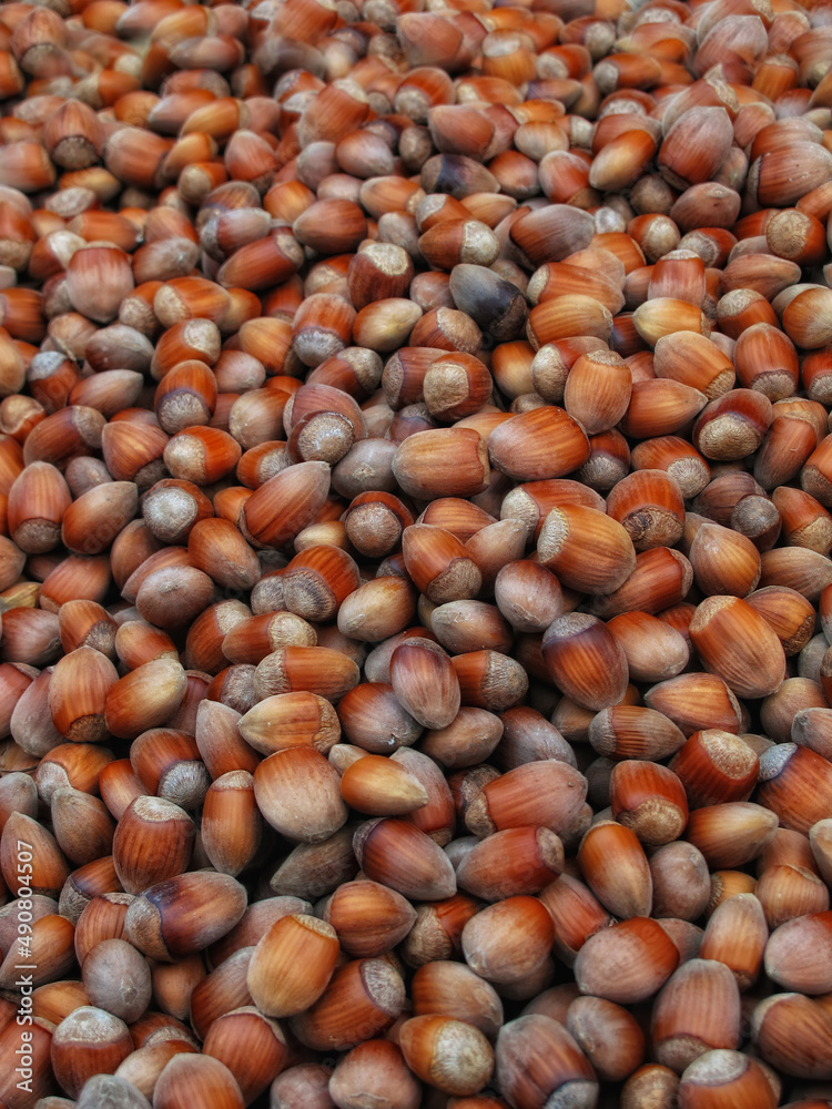 Acorns. Closeup image of a pile of acorns. Acorns. Closeup image of a pile of acorns.