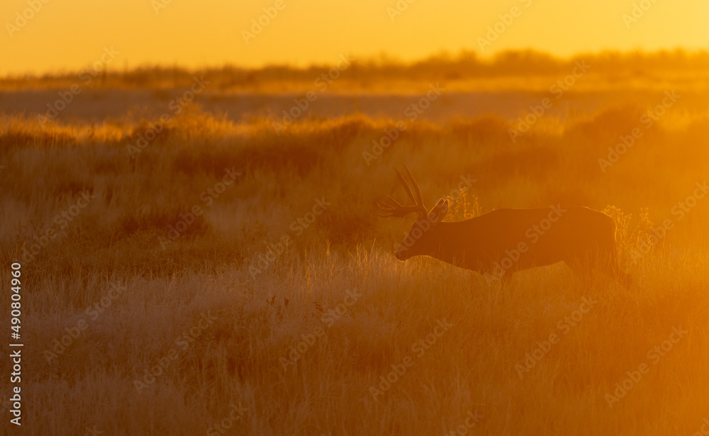 Mule Deer Buck at Sunset in Colorado in Autumn