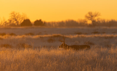 Fototapete Honigfarbe Mule Deer Buck bei Sonnenuntergang in Colorado im Herbst  © natureguy