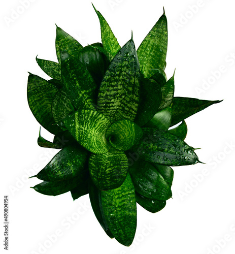 Plant with beautiful green leaves isolated on white background