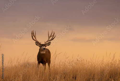 Mule Deer Buck at Sunset in Colorado in Autumn