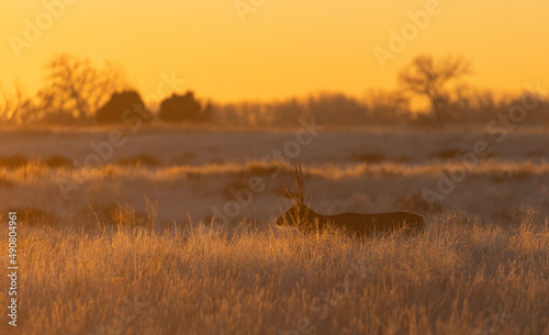 Mule Deer Buck at Sunset in Colorado in Autumn
