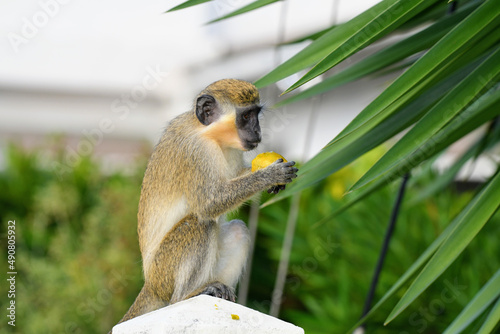 Green monkey (Chlorocebus sabaeus), also known as the sabaeus monkey eating a yellow fruit photo