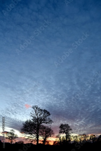  winter sunset on silhouette trees