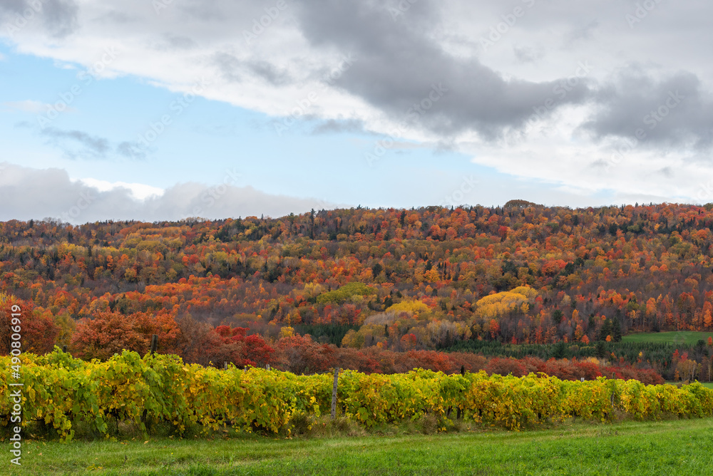 At the autumn, vine on the coast of Beaupre in Saint-Joachim (Quebec, Canada)