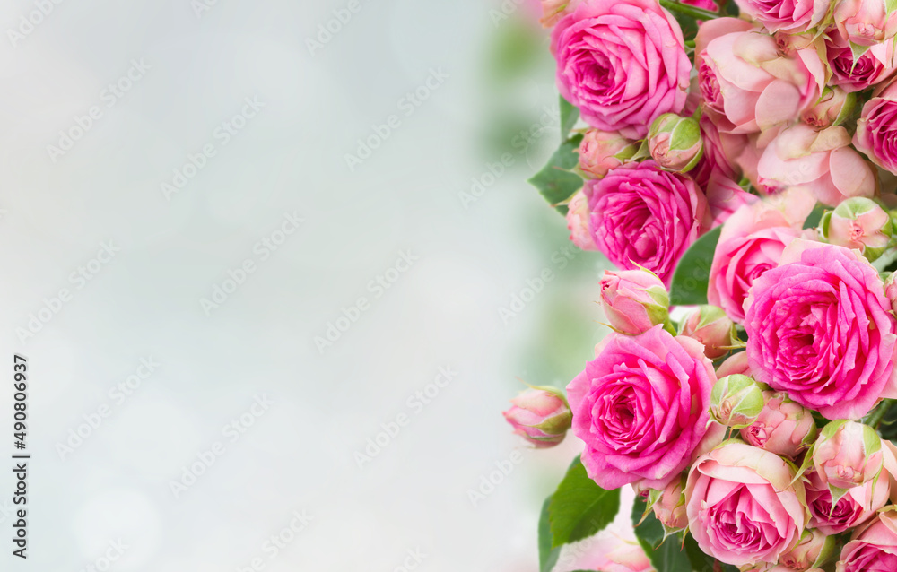border of fresh pink roses close up