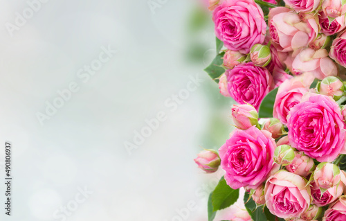 border of fresh pink roses close up © neirfy
