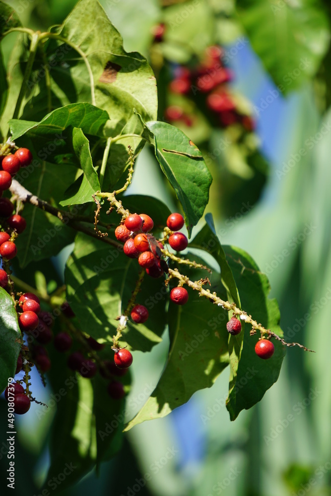 Antidema thwaitesianum (Also called Buah Buni) on the tree. Antidema have 101 accepted species in the genus Antidema thwaitesianum (Also called Buah Buni) on the tree. Antidema have 101 accepted species in the genus