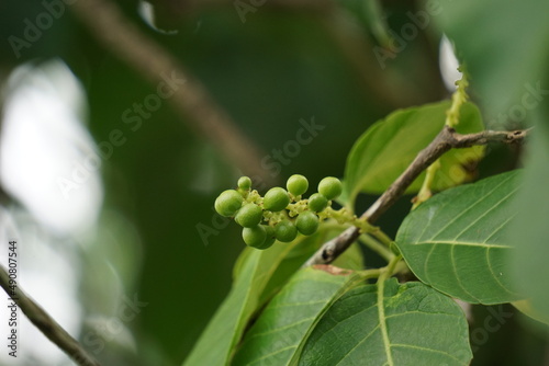 Antidema thwaitesianum (Also called Buah Buni) on the tree. Antidema have 101 accepted species in the genus