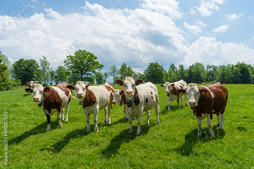 View of beautiful cows in a greenfield on a sunny day photo