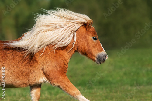 Beautiful miniature shetland breed pony stallion with long white mane running in the field in summer