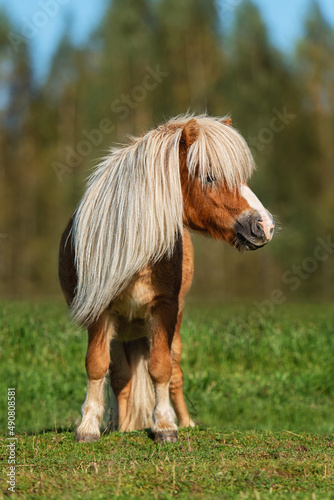 Beautiful miniature shetland breed pony stallion with long white mane standing in the field in summer