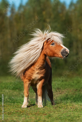 Beautiful miniature shetland breed pony stallion with long white mane on a windy day in summer