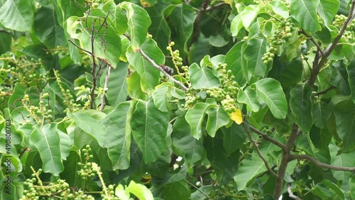 Antidema thwaitesianum (Also called Buah Buni) on the tree. Antidema have 101 accepted species in the genus photo