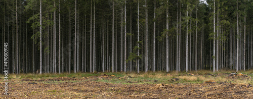 Panoramic shot of tall green trees leading to a dark forest with a plain field on the foreground