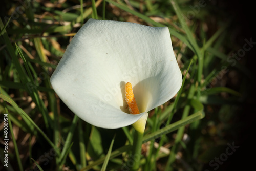 Closeup of a white arum lily flower