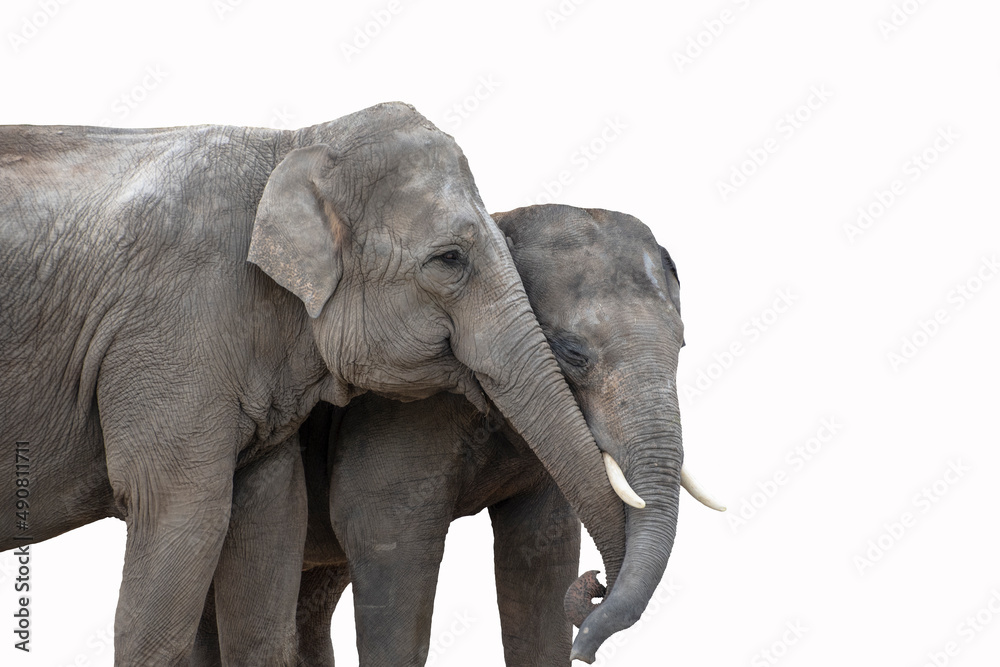 Elephant couple. The Asian elephant is the largest land mammal on the Asian continent. They inhabit dry to wet forest and grassland habitats in 13 range countries spanning South and Southeast Asia