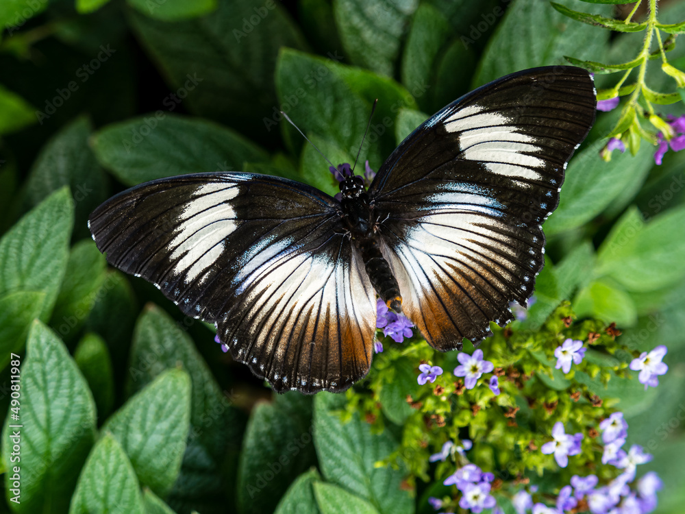 Fototapeta premium butterfly on flower